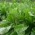 进口鲁梅克斯种子俄罗斯饲料菜多年生高产量四季牧草种子