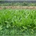 进口鲁梅克斯种子俄罗斯饲料菜多年生高产量四季牧草种子