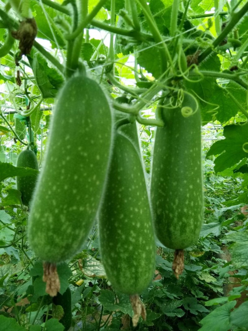 精品新苗基地毛节瓜上市，一手货源，全国代发。量大优惠！