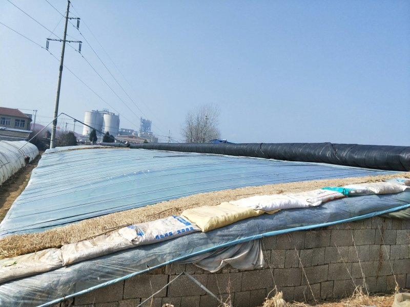佛手瓜苗基地育苗直发