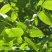 山核桃种子薄皮纸皮核桃种子胡桃羌桃种子种植文玩核