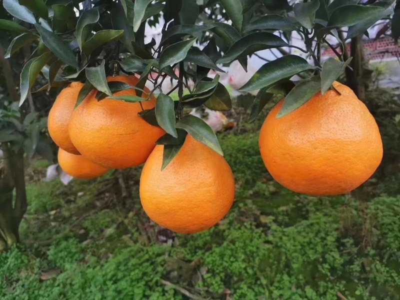 精品春见耙耙柑，入口化渣皮薄肉厚四川特产大量上市