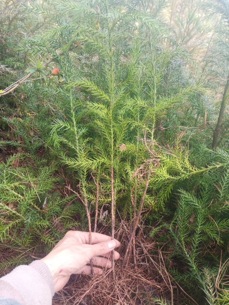 自家苗圃培育杉木苗无中介