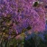 蓝花楹种子蓝花楹净种子带壳种子高档绿化树种蓝雾树