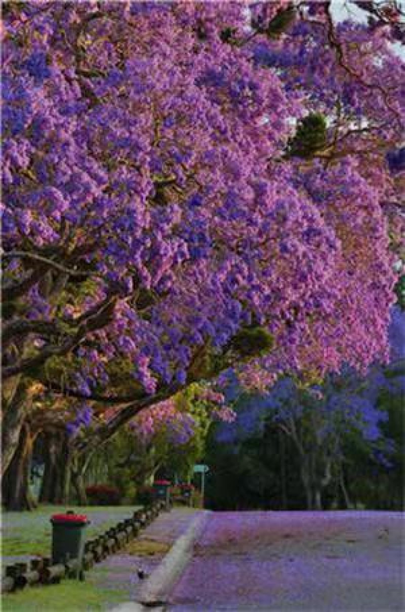 蓝花楹种子蓝花楹净种子带壳种子高档绿化树种蓝雾树
