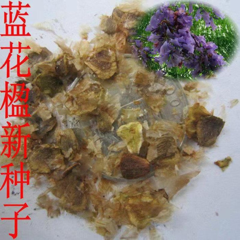蓝花楹种子蓝花楹净种子带壳种子高档绿化树种蓝雾树