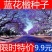 蓝花楹种子蓝花楹净种子带壳种子高档绿化树种蓝雾树