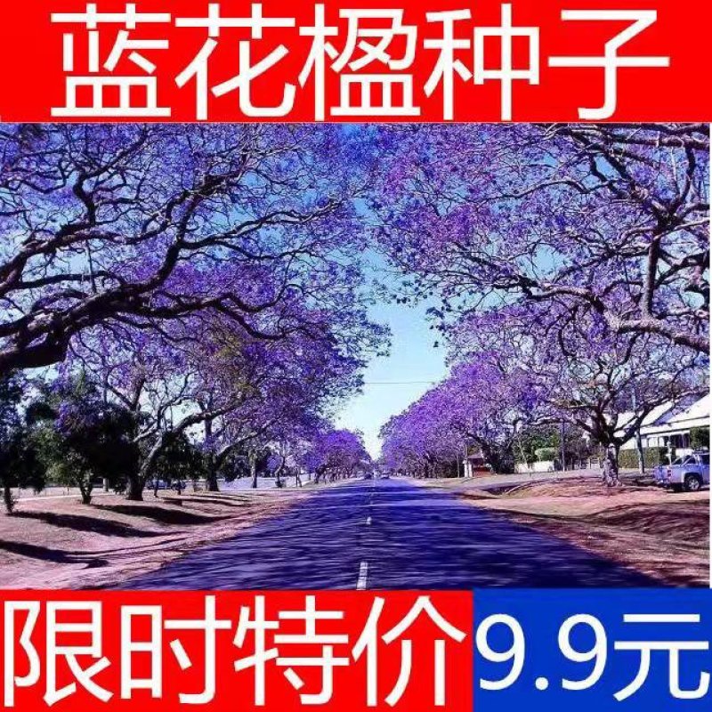 蓝花楹种子蓝花楹净种子带壳种子高档绿化树种蓝雾树