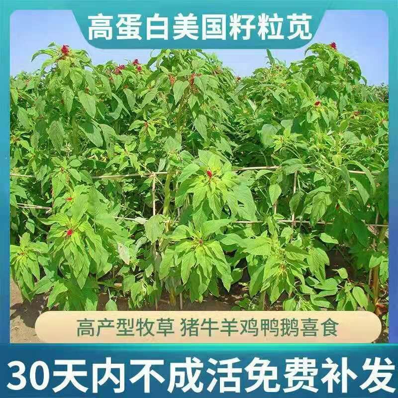 进口美国籽粒苋种子优质高产畜禽牧草种子黑白黄千穗谷