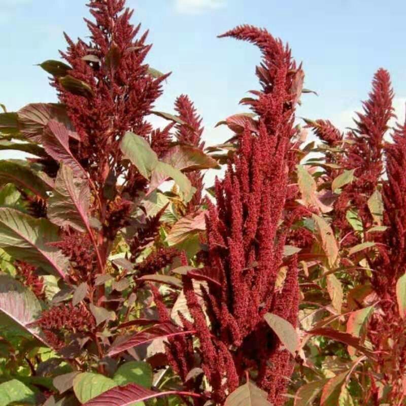 进口美国籽粒苋种子优质高产畜禽牧草种子黑白黄千穗谷