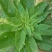 进口美国籽粒苋种子优质高产畜禽牧草种子黑白黄千穗谷