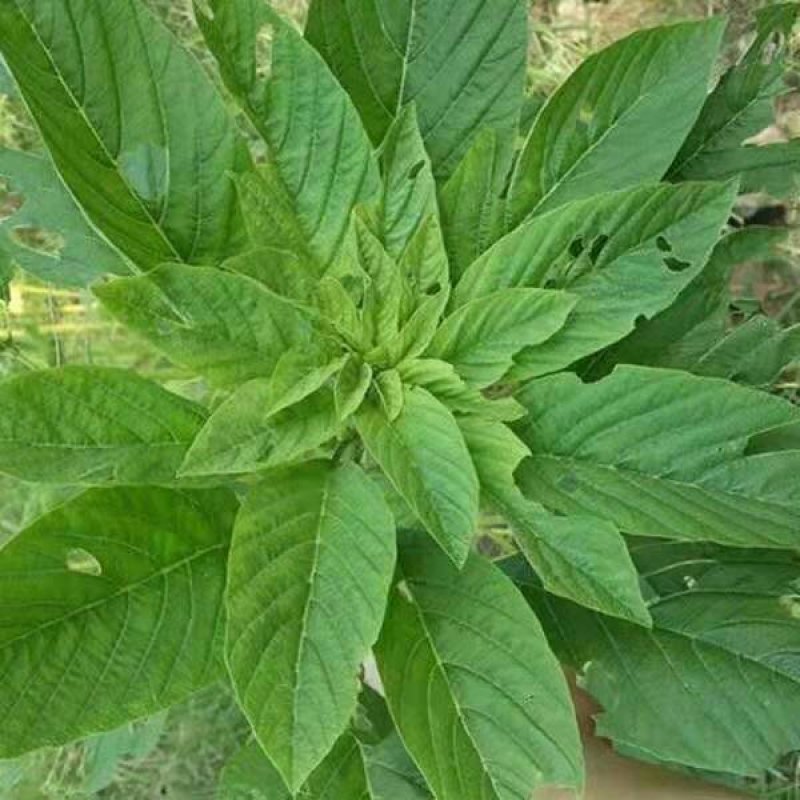 进口美国籽粒苋种子优质高产畜禽牧草种子黑白黄千穗谷