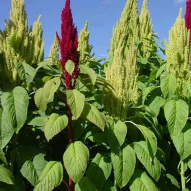 进口美国籽粒苋种子优质高产畜禽牧草种子黑白黄千穗谷
