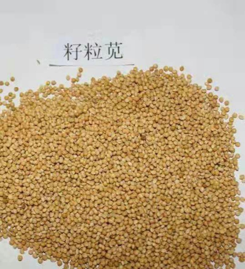 进口美国籽粒苋种子优质高产畜禽牧草种子黑白黄千穗谷