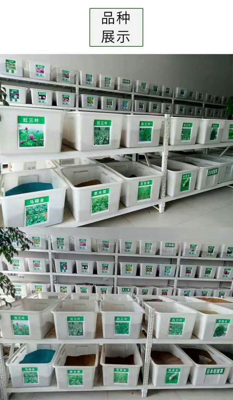 进口美国籽粒苋种子优质高产畜禽牧草种子黑白黄千穗谷