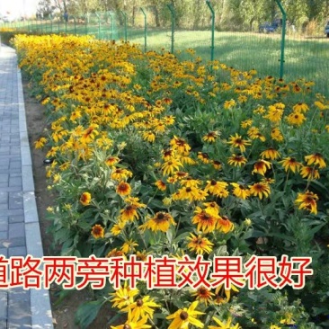 黑心菊种子景观工程园林绿化花种子金光菊种子耐寒耐旱花草种