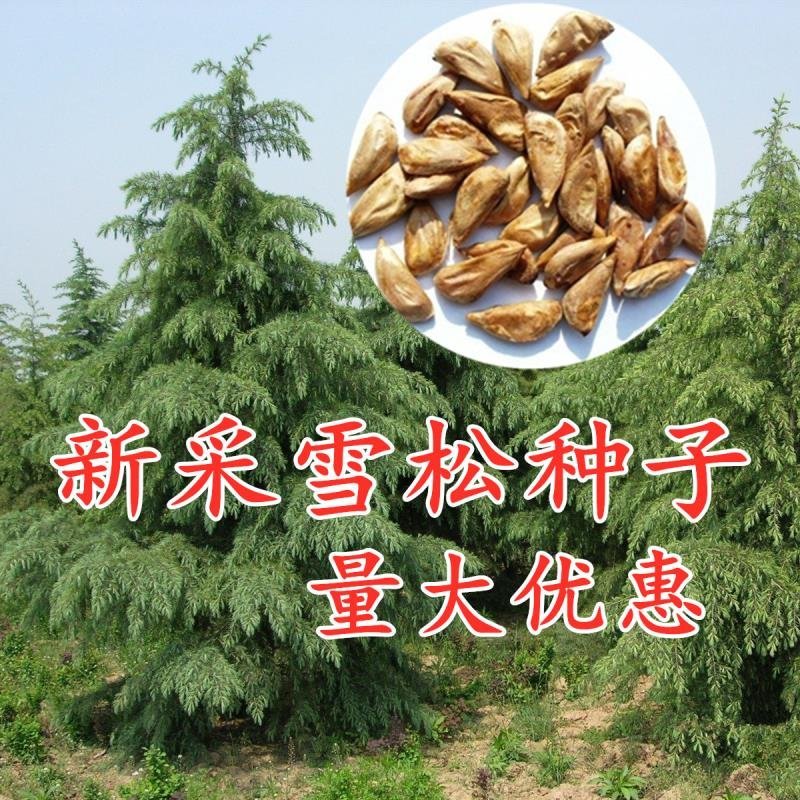 新采一级雪松种子正宗印度雪松树种子