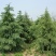 新采一级雪松种子正宗印度雪松树种子