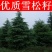 新采一级雪松种子正宗印度雪松树种子