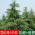 新采一级雪松种子正宗印度雪松树种子