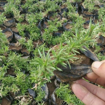 丛生福禄考(芝樱)苗
