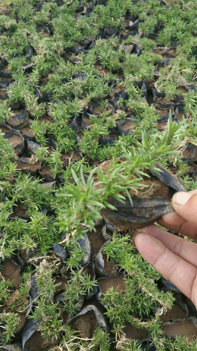 丛生福禄考(芝樱)苗