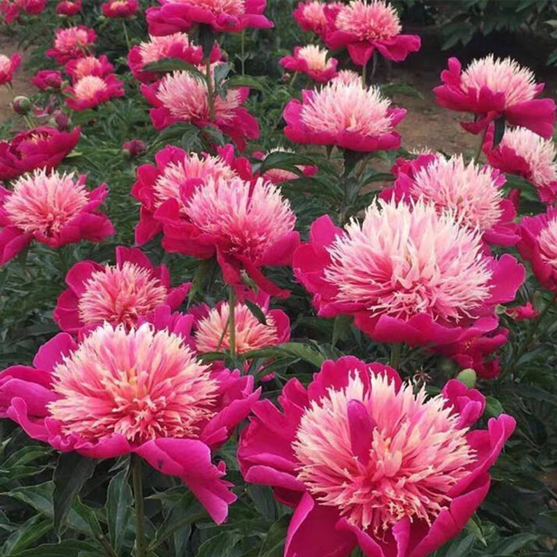芍药花根盆栽阳台四季花卉室内外观花植物庭