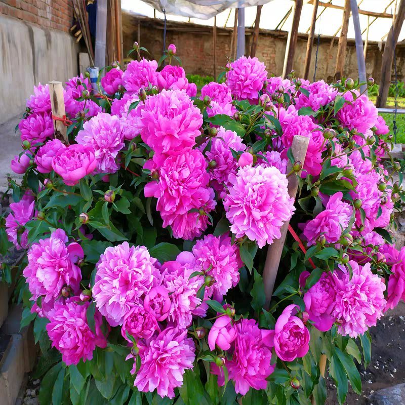芍药花根盆栽阳台四季花卉室内外观花植物庭