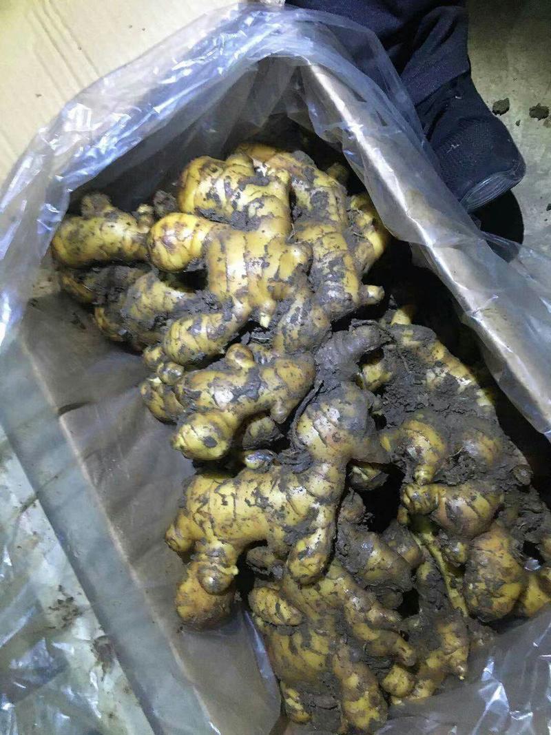 安丘市面姜小黄姜大量供应中代收代发。。。