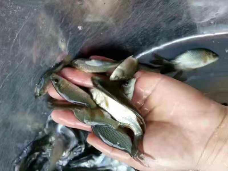 建鲤鱼苗丰鲤鱼苗裸鲤鱼苗拐子鲤鱼苗+自孵水花