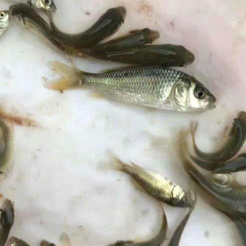 建鲤鱼苗丰鲤鱼苗裸鲤鱼苗拐子鲤鱼苗+自孵水花