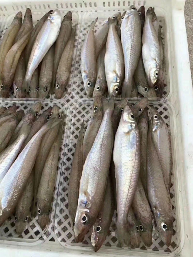 东山海鲜一手货源船捕沙尖鱼