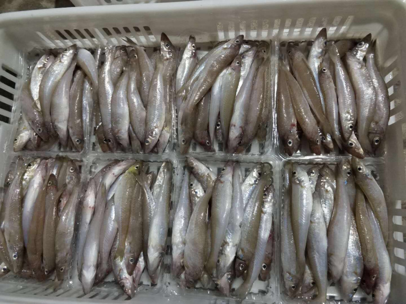 东山海鲜一手货源船捕沙尖鱼
