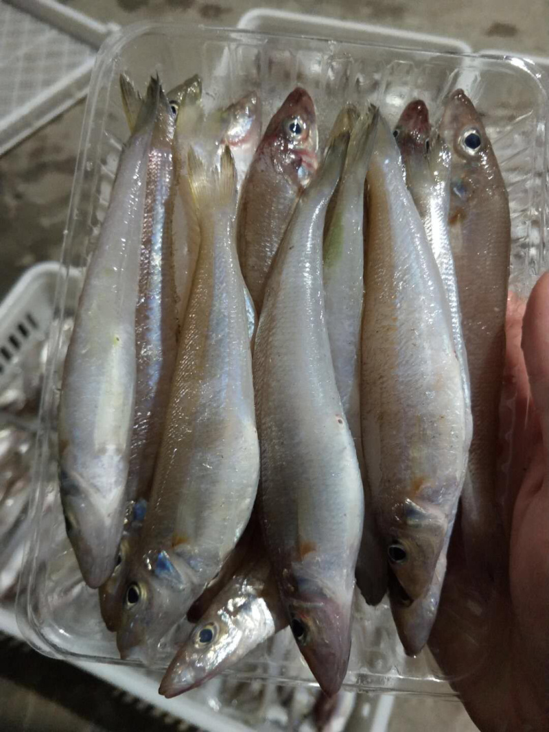 东山海鲜一手货源船捕沙尖鱼