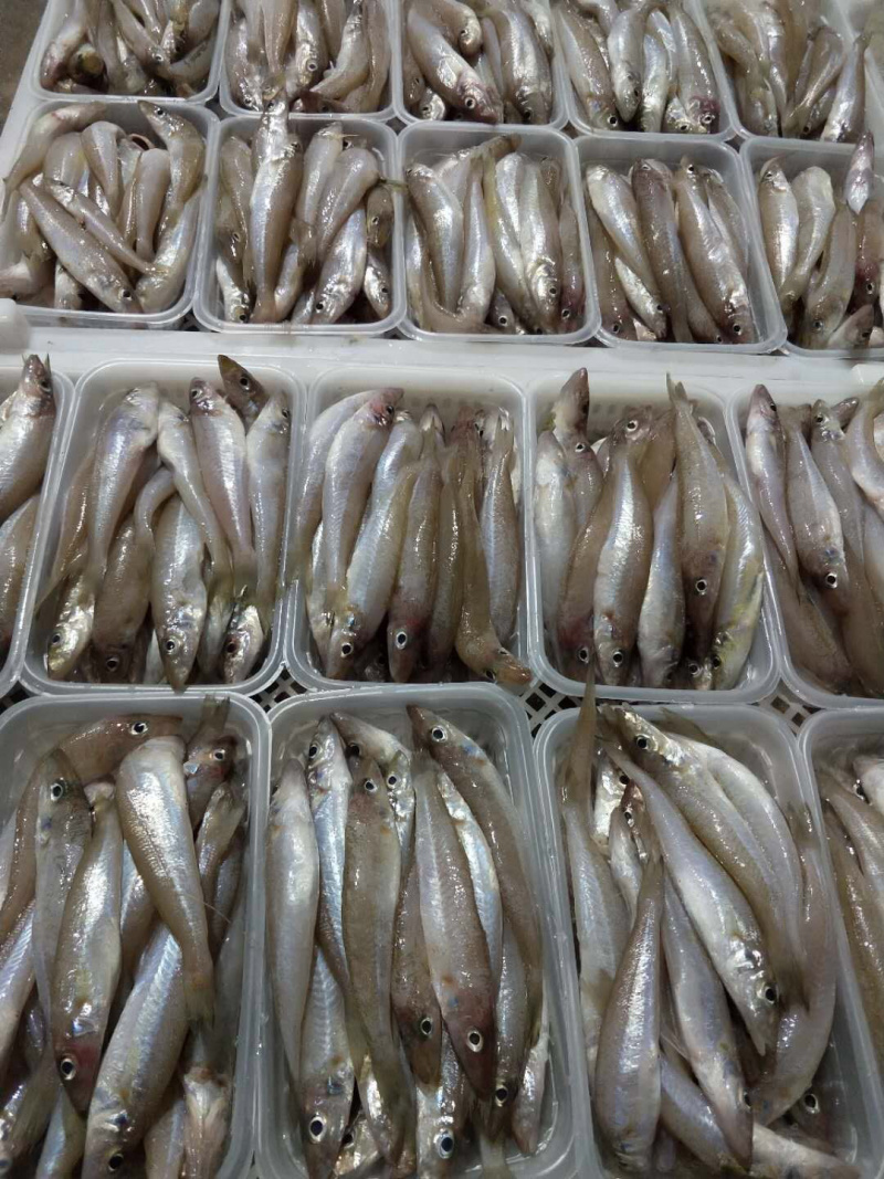 东山海鲜一手货源船捕沙尖鱼