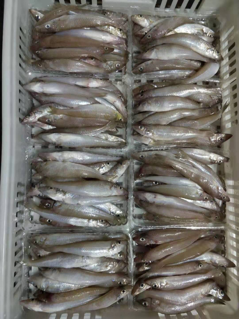 东山海鲜一手货源船捕沙尖鱼
