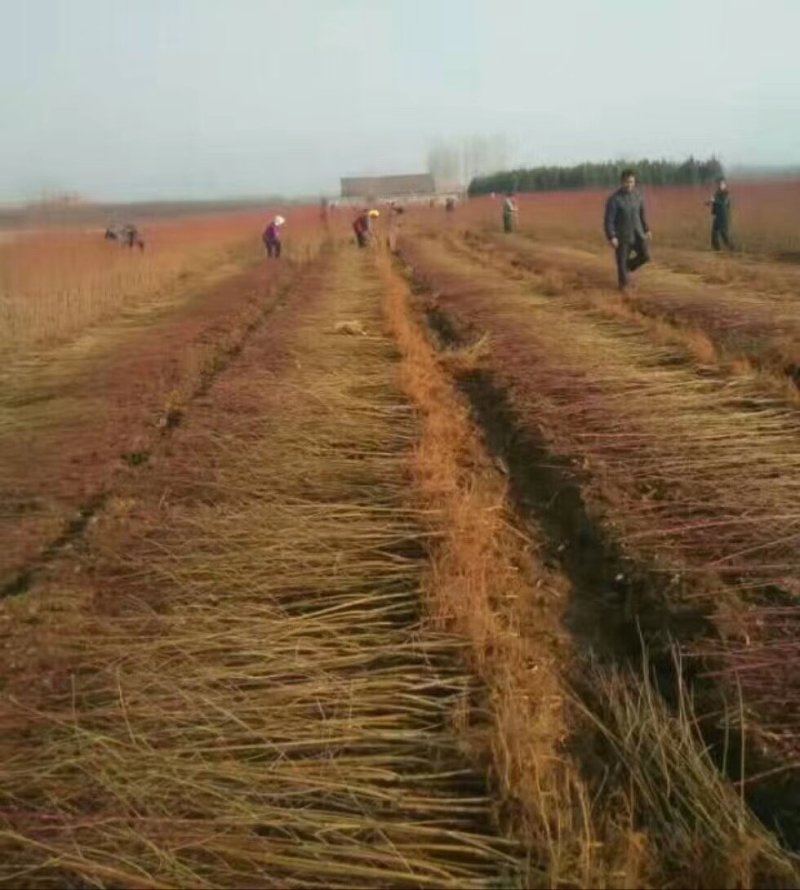 优质毛桃树苗各种规格大量出售