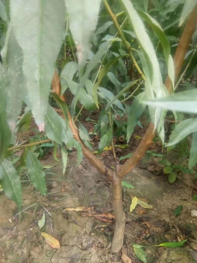 优质毛桃树苗各种规格大量出售