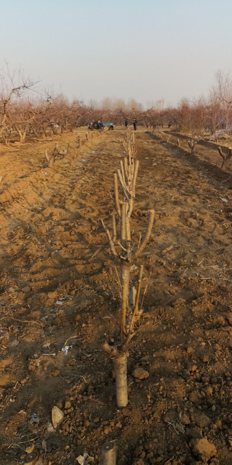 优质毛桃树苗各种规格大量出售