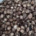 随州农副产品基地“香菇之乡”专业香菇种植
