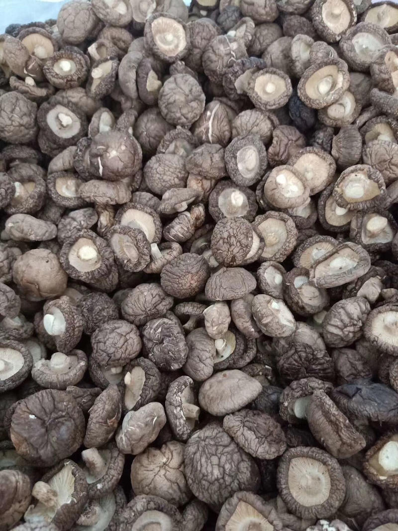随州农副产品基地“香菇之乡”专业香菇种植