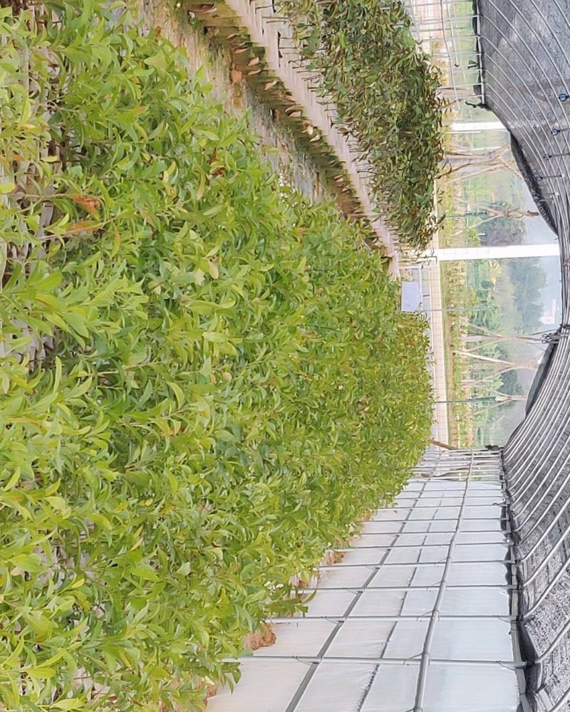 人心果袋苗量多价优批发福建漳州