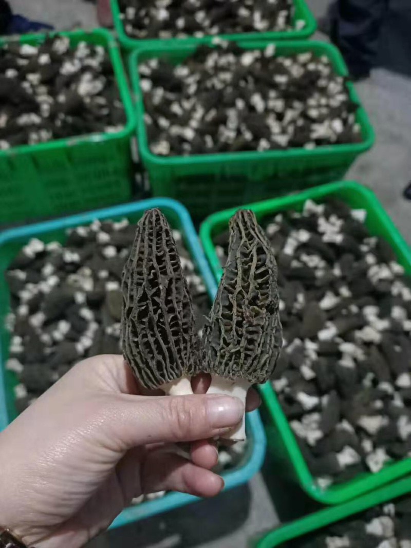 羊肚菌新鲜，羊肚菌新鲜产地直销，诚招代理