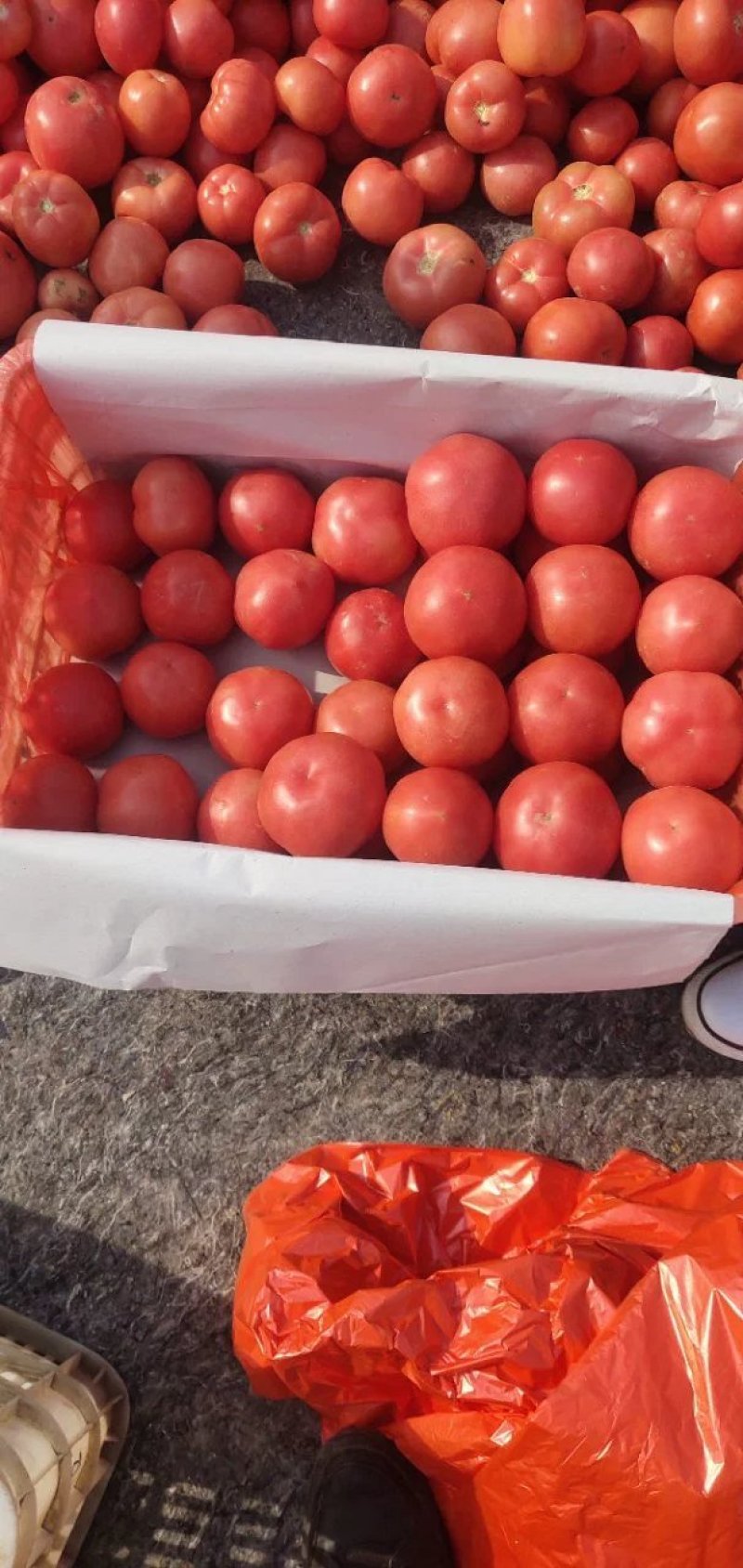 精品西红柿大量有货好
