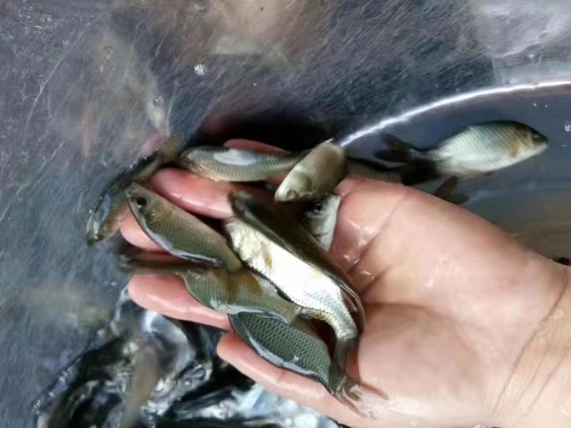 建鲤鱼苗丰鲤鱼苗裸鲤鱼苗+自孵水花