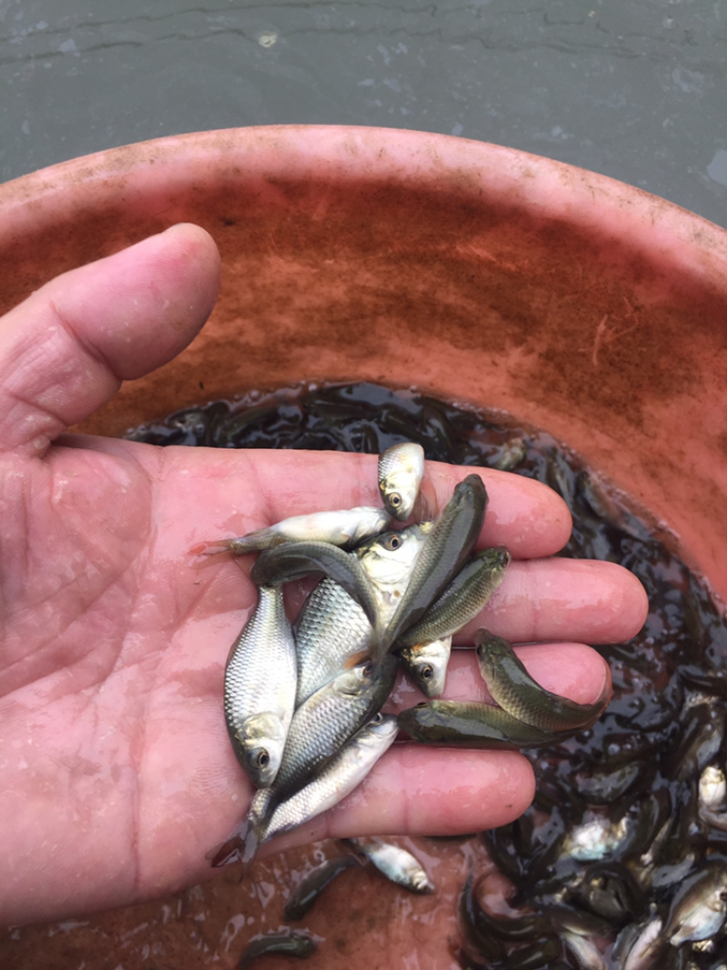 建鲤鱼苗丰鲤鱼苗裸鲤鱼苗+自孵水花