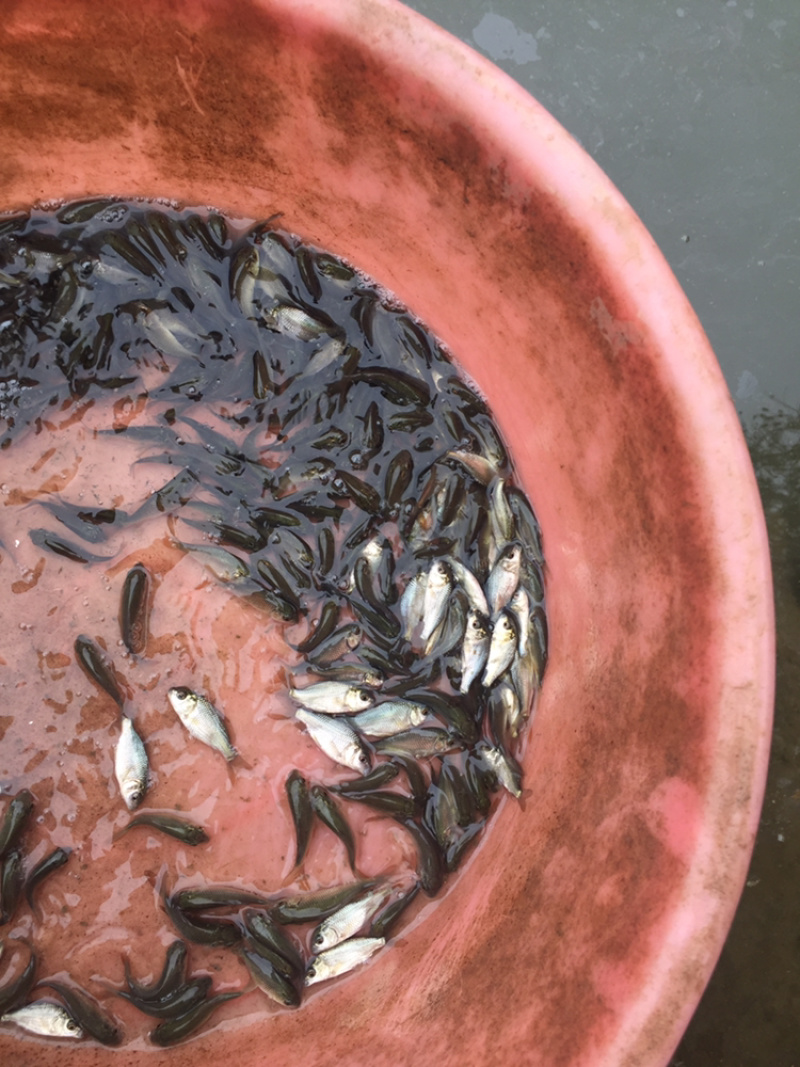 建鲤鱼苗丰鲤鱼苗裸鲤鱼苗+自孵水花