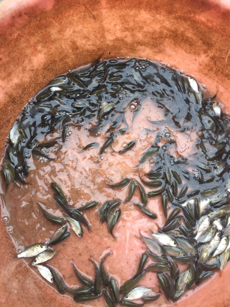 建鲤鱼苗丰鲤鱼苗裸鲤鱼苗+自孵水花