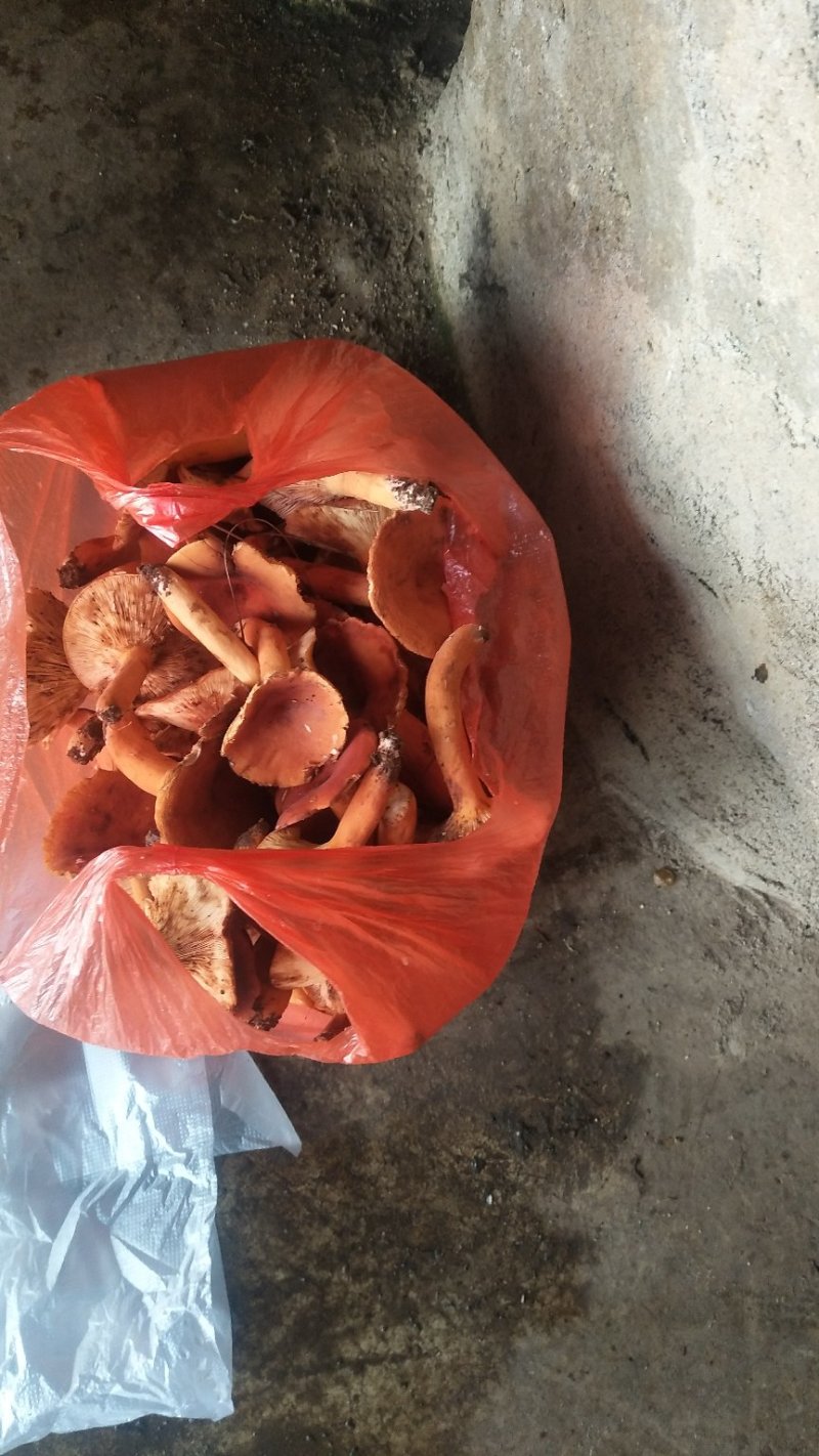 野生菌奶浆菌，云南，偏远地方先咨询在下单！