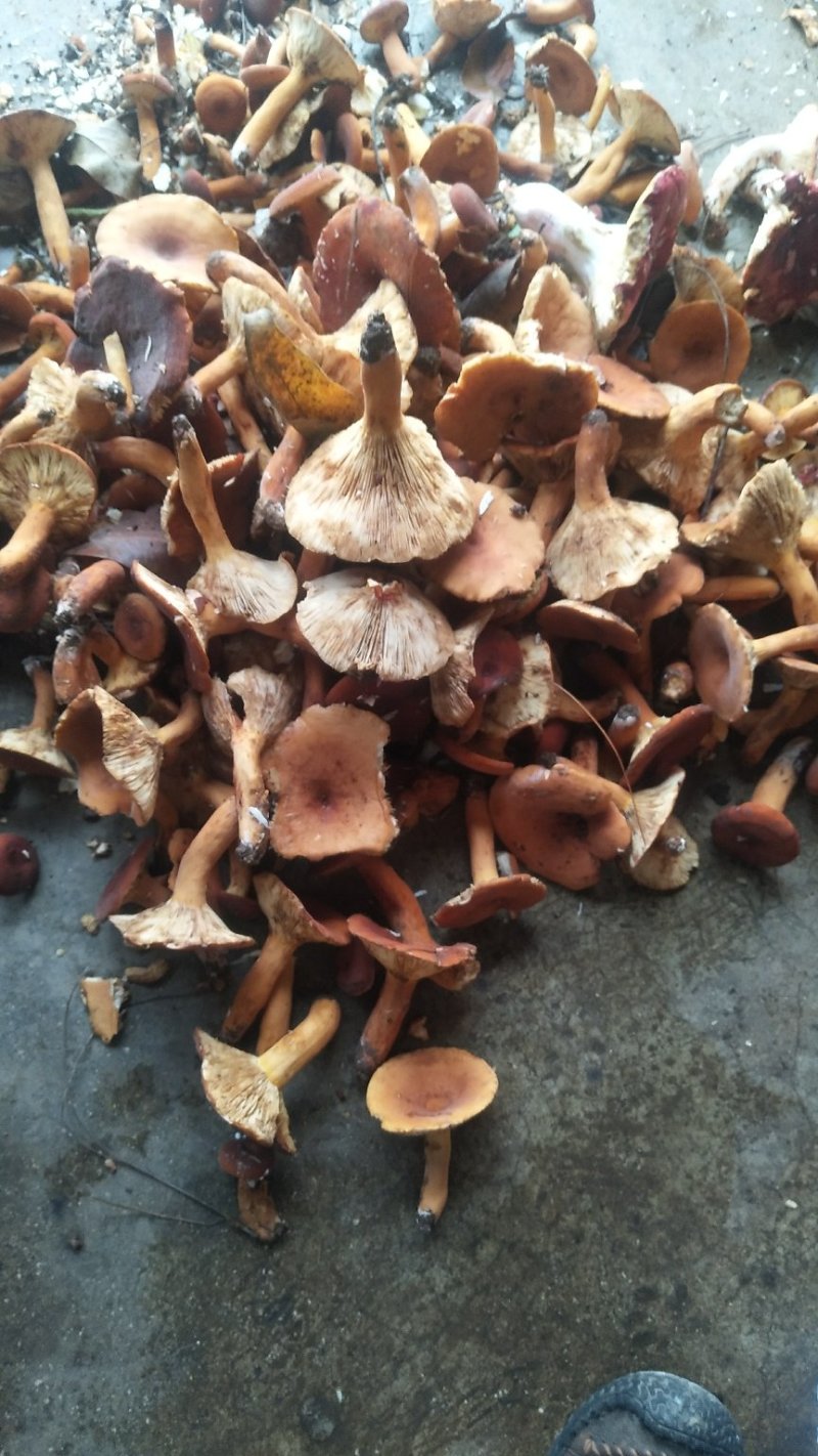 野生菌奶浆菌，云南，偏远地方先咨询在下单！